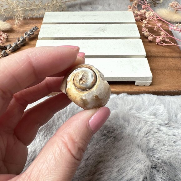 Beautiful Small Fossil Shell - Picture 6 of 6